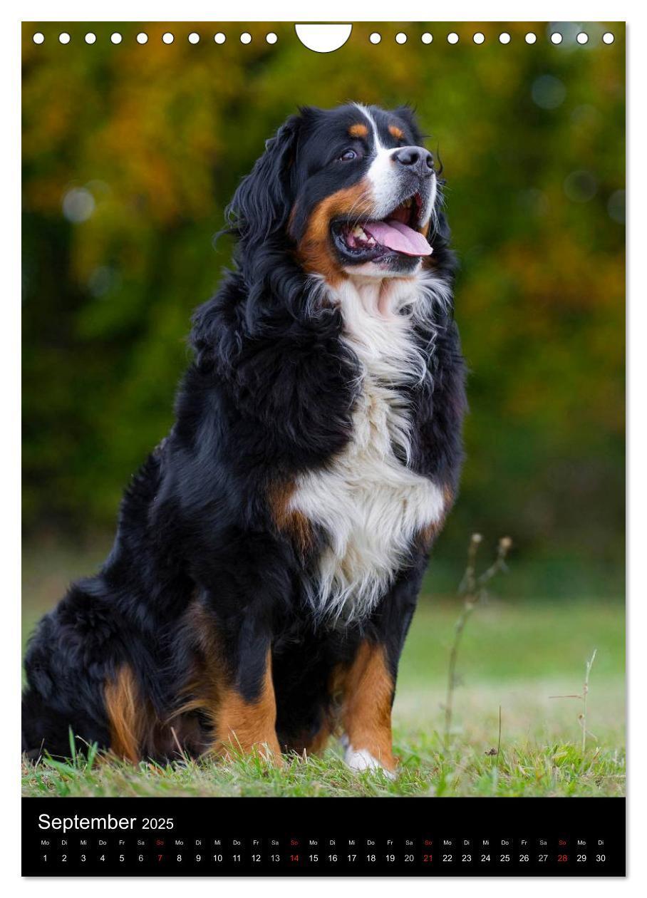 Bild: 9783457069394 | Berner Sennenhund 2025 (Wandkalender 2025 DIN A4 hoch), CALVENDO...