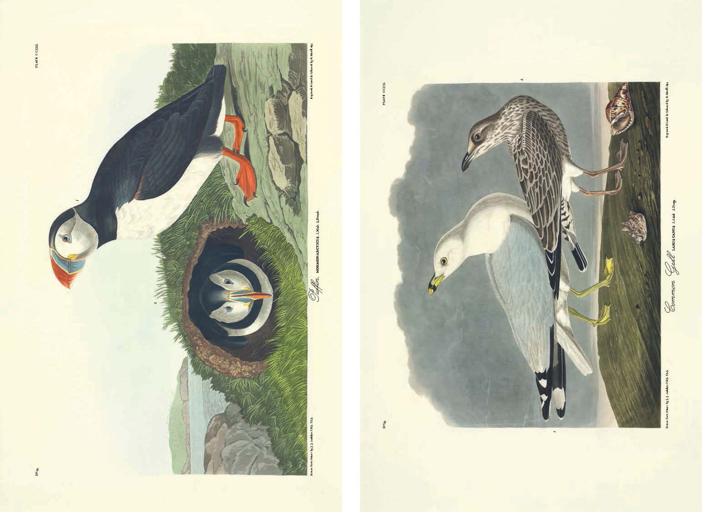 Bild: 9783791379135 | Die Vögel Amerikas | John James Audubon (u. a.) | Buch | 448 S. | 2021