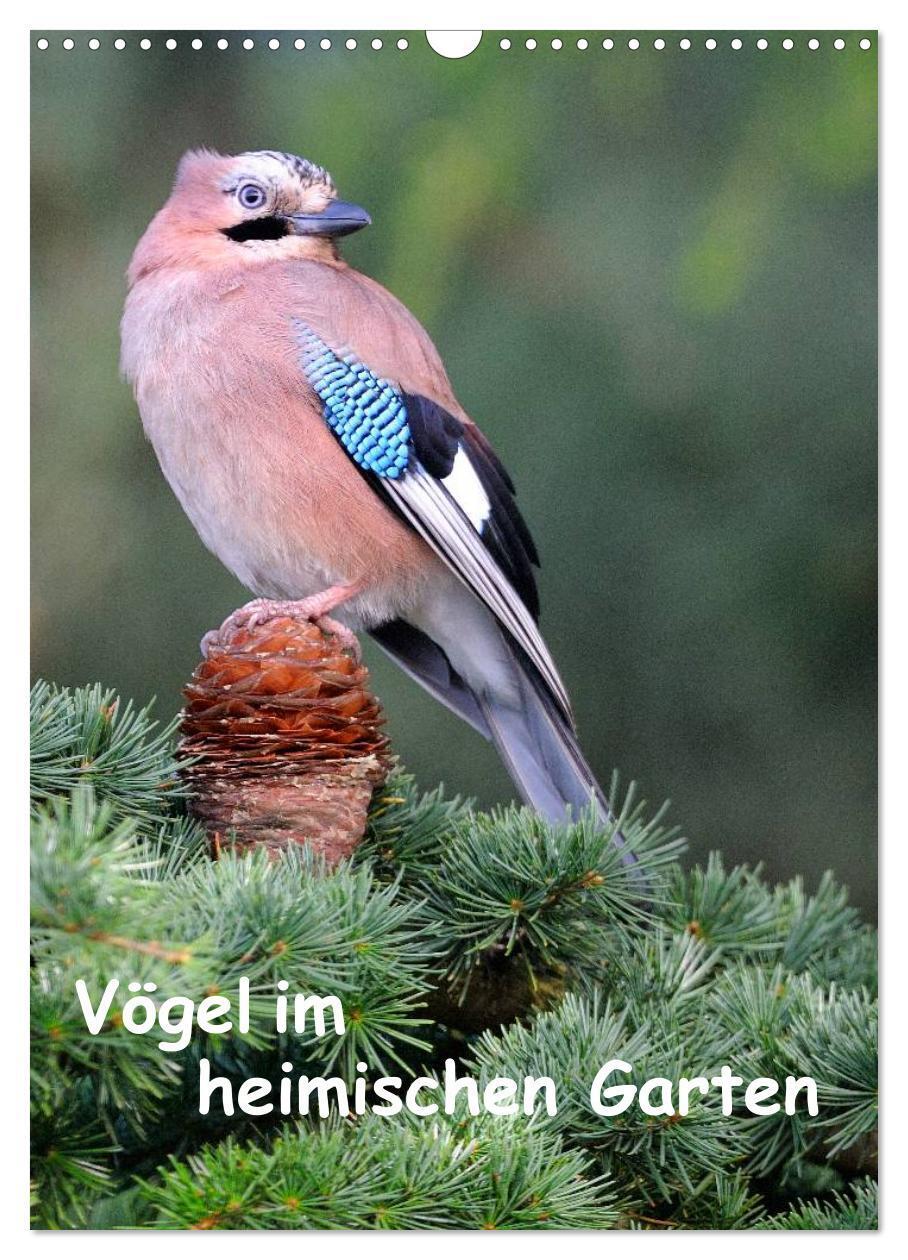 Cover: 9783383405037 | Vögel im heimischen Garten (Wandkalender 2024 DIN A3 hoch),...