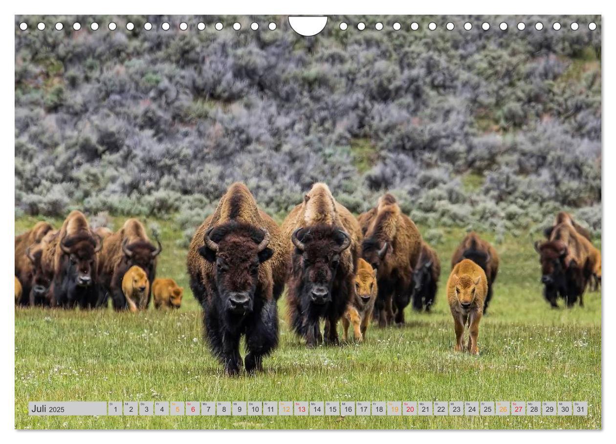 Bild: 9783435580552 | Bison und Wisent - Riesen mit unbändiger Kraft (Wandkalender 2025...