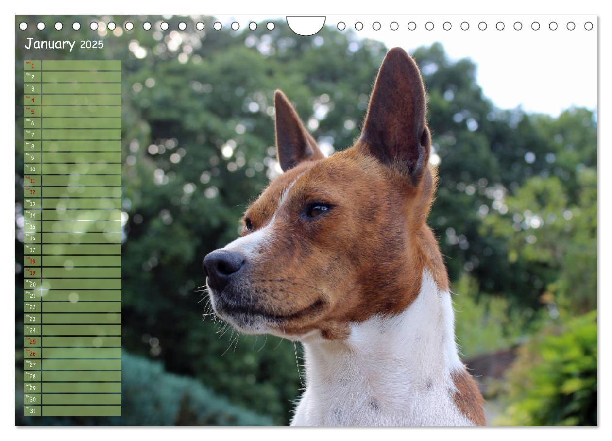 Bild: 9781325949748 | Basenji the African Barkless Dog (Wall Calendar 2025 DIN A4...