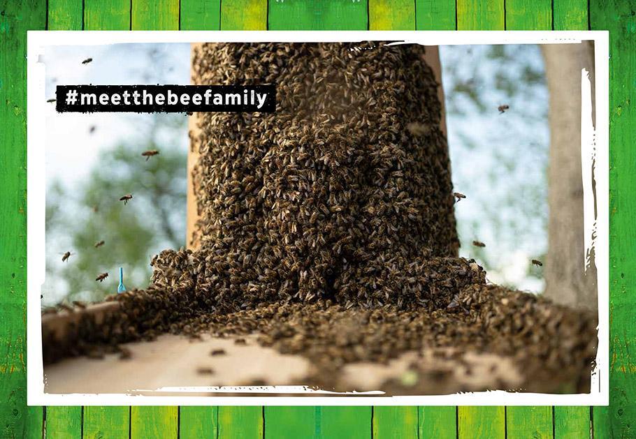 Bild: 9783818621476 | Quentins Welt der Bienen. #meetthebeefamily - Beesteez | Buch | 144 S.
