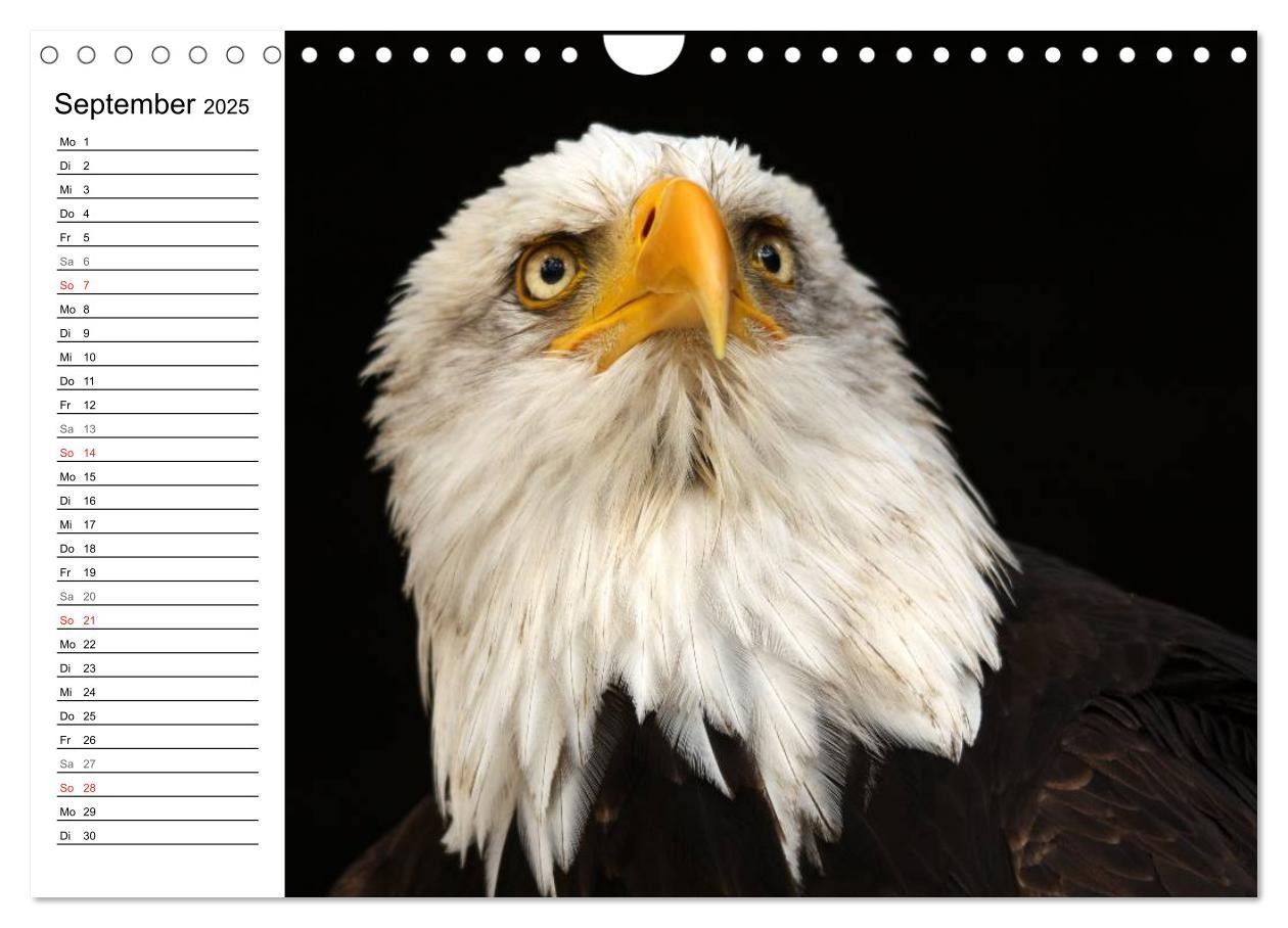 Bild: 9783435533145 | Der Weißkopfseeadler (Wandkalender 2025 DIN A4 quer), CALVENDO...