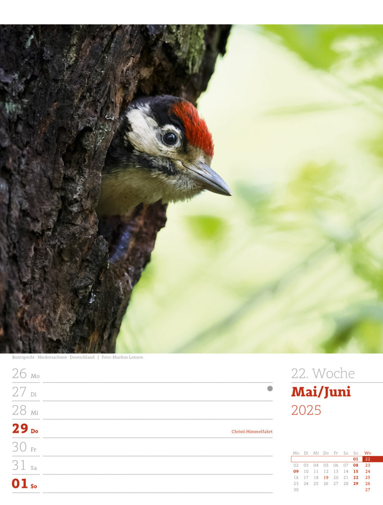 Bild: 9783838425979 | Unser Wald - Wochenplaner Kalender 2025 | Ackermann Kunstverlag | 2025