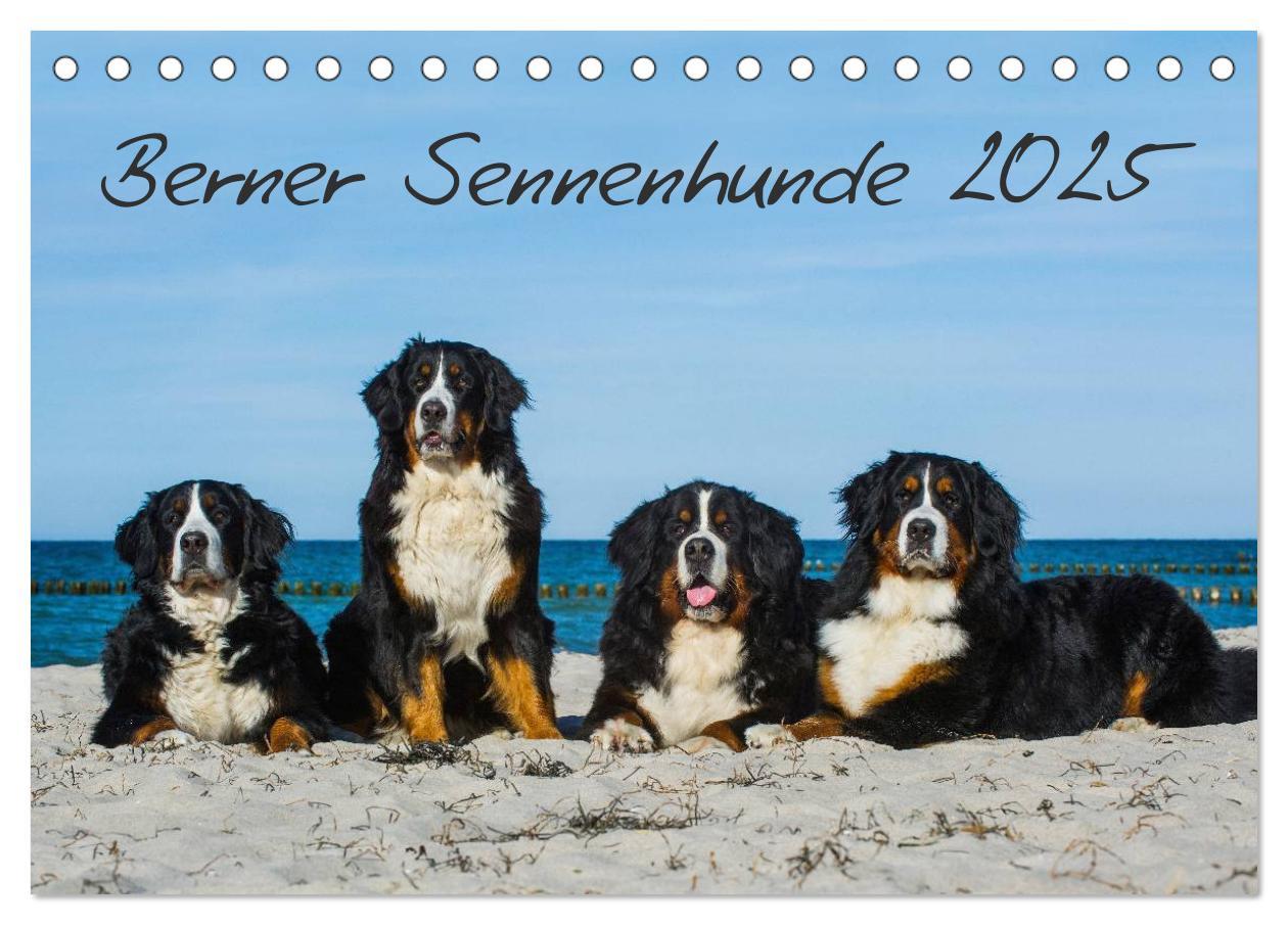 Cover: 9783435769643 | Berner Sennenhund 2025 (Tischkalender 2025 DIN A5 quer), CALVENDO...