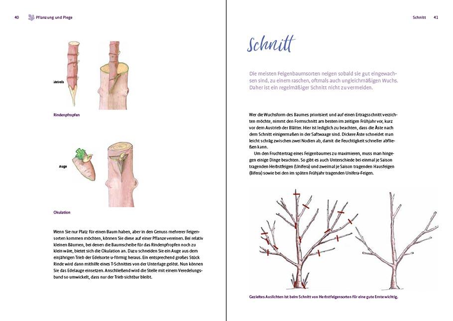 Bild: 9783818616212 | Feigen aus dem eigenen Garten | Christoph Seiler | Taschenbuch | 2022