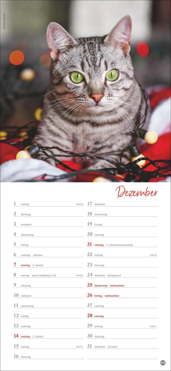 Bild: 9783756406159 | Katzen slim - Auf sanften Pfoten Kalender 2025 | Heye | Kalender