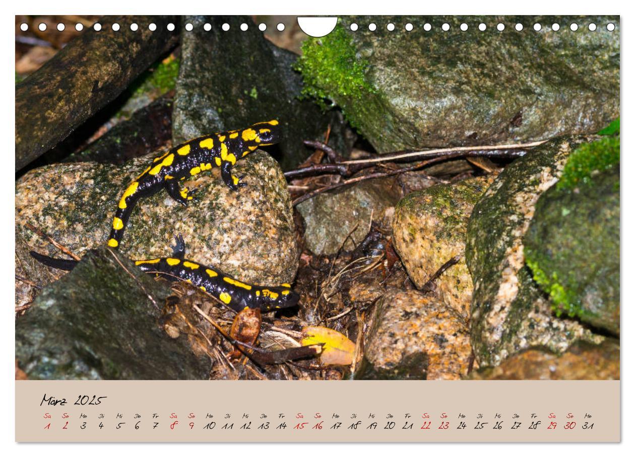 Bild: 9783435173228 | Feuersalamander - Liebenswerte Heimlichtuer (Wandkalender 2025 DIN...