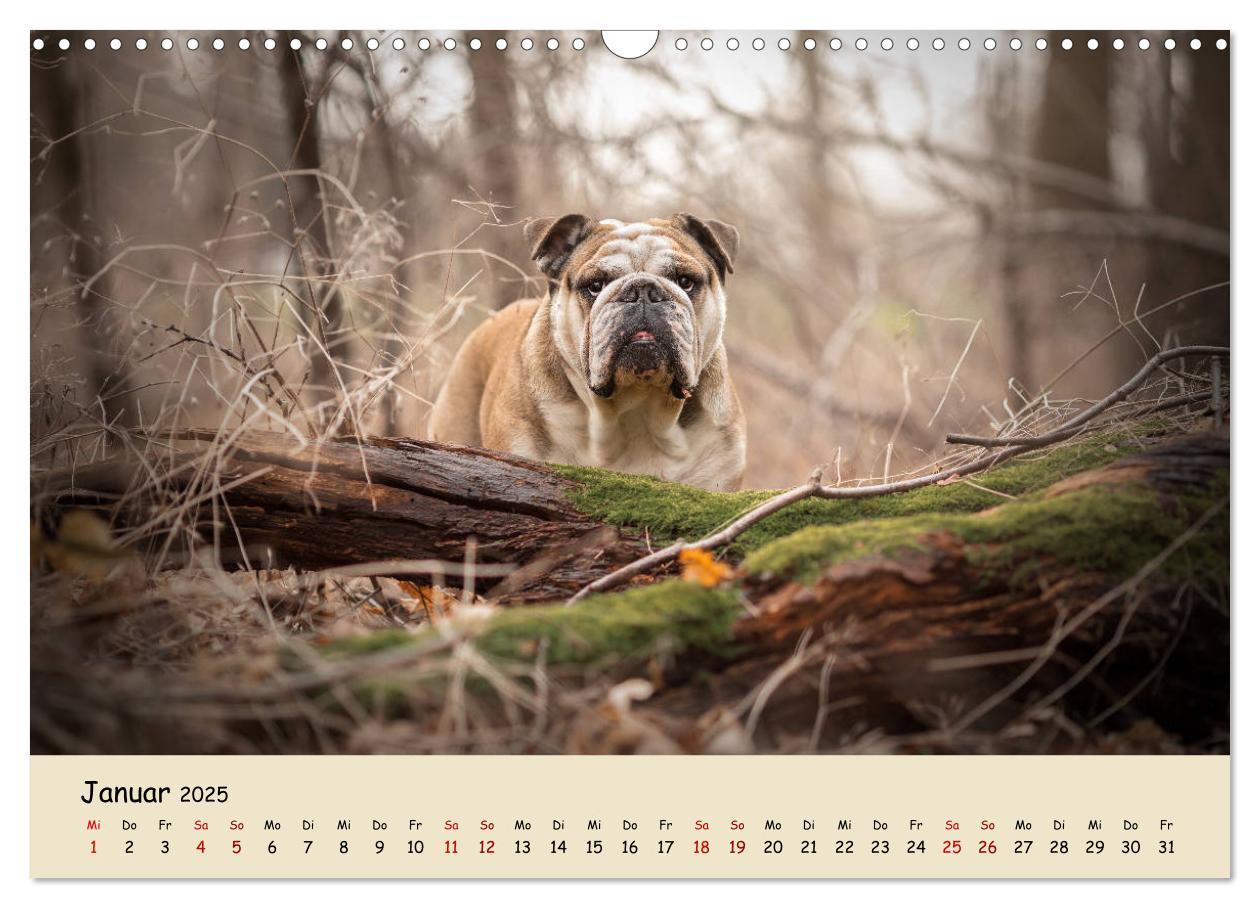 Bild: 9783435448050 | Englische Bulldoggen (Wandkalender 2025 DIN A3 quer), CALVENDO...