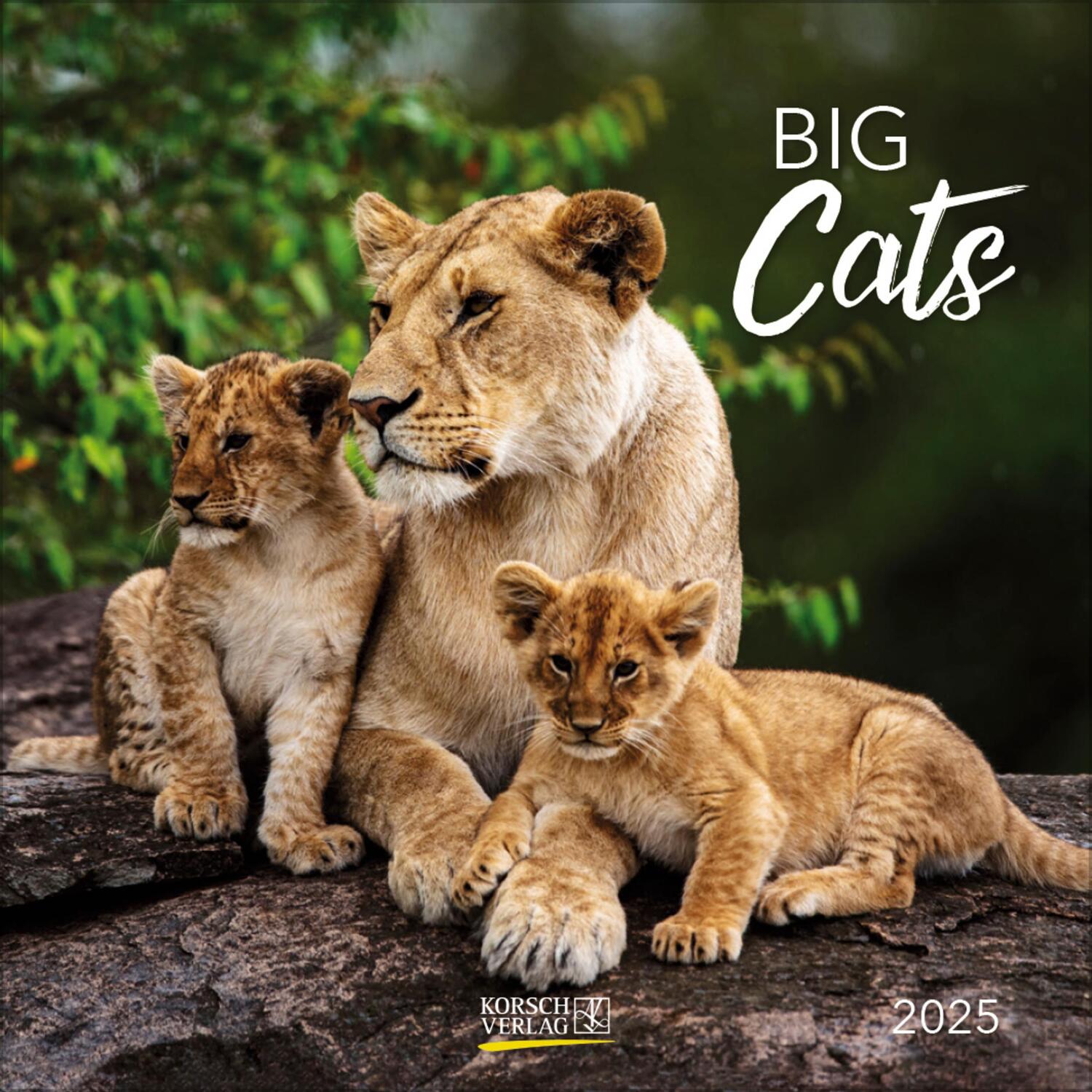 Cover: 9783731876410 | Big Cats 2025 | Verlag Korsch | Kalender | 13 S. | Deutsch | 2025