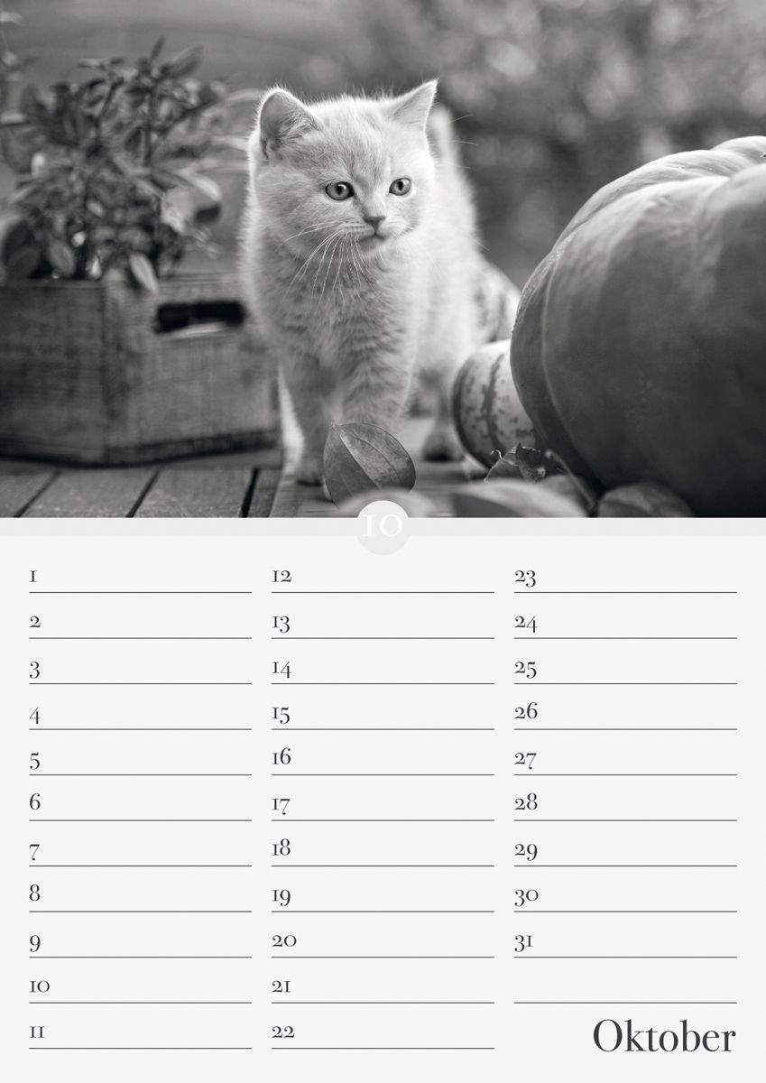 Bild: 9783840737169 | Geburtstagskalender Katzenwelt immerwährend | ALPHA EDITION | Kalender