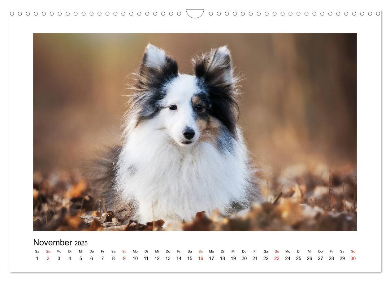 Bild: 9783435307944 | Herzensshelties - Shetland Sheepdogs (Wandkalender 2025 DIN A3...