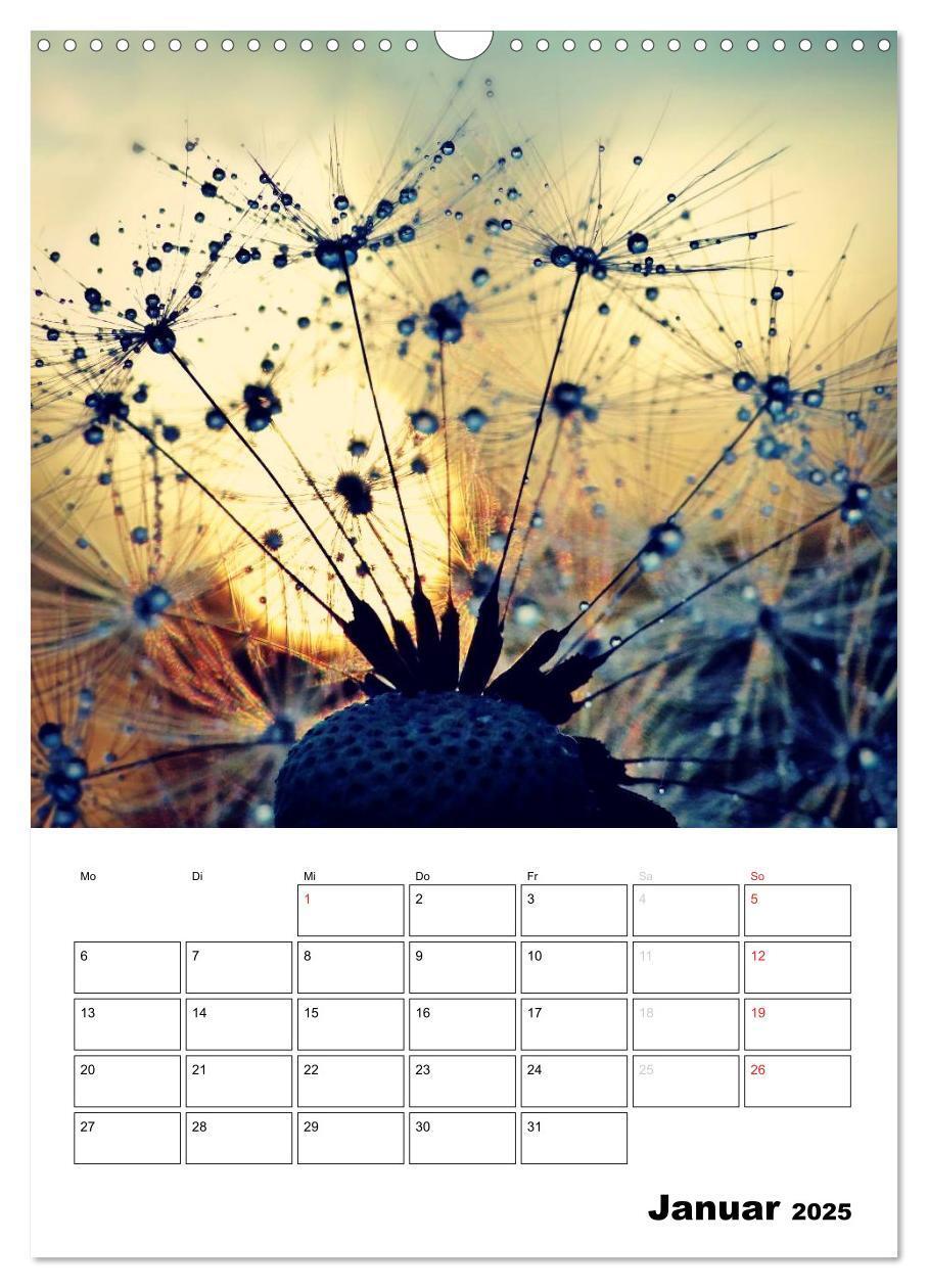 Bild: 9783457068458 | Pusteblumentraum - Dreams of Dandelion (Wandkalender 2025 DIN A3...