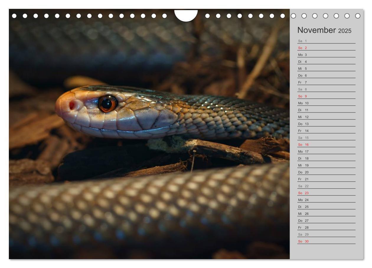 Bild: 9783435578764 | Schlangen und Co. - Faszination pur (Wandkalender 2025 DIN A4...