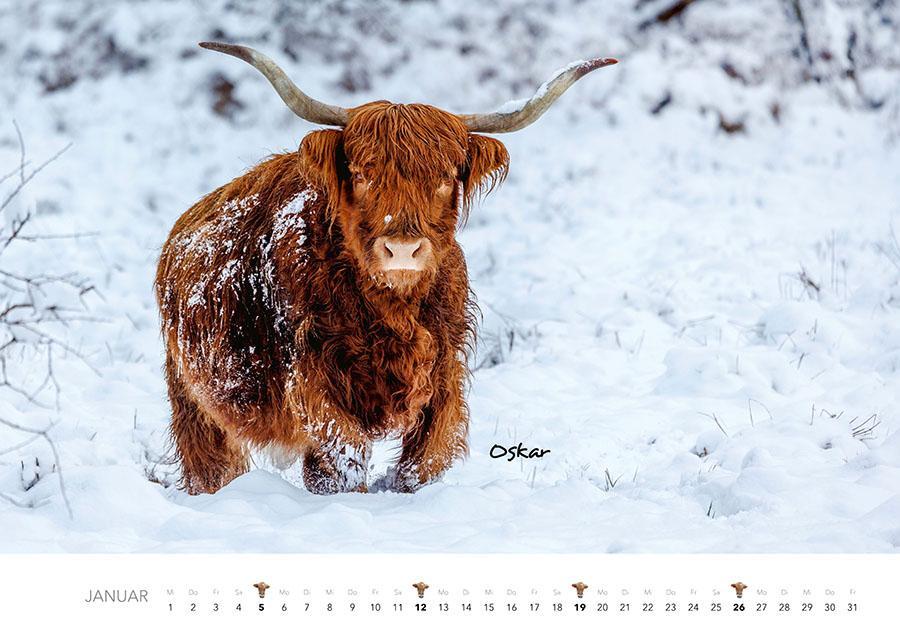 Bild: 9783966648226 | Kühe Kalender 2025 | Der Tierkalender mit den charmanten Namen | 14 S.