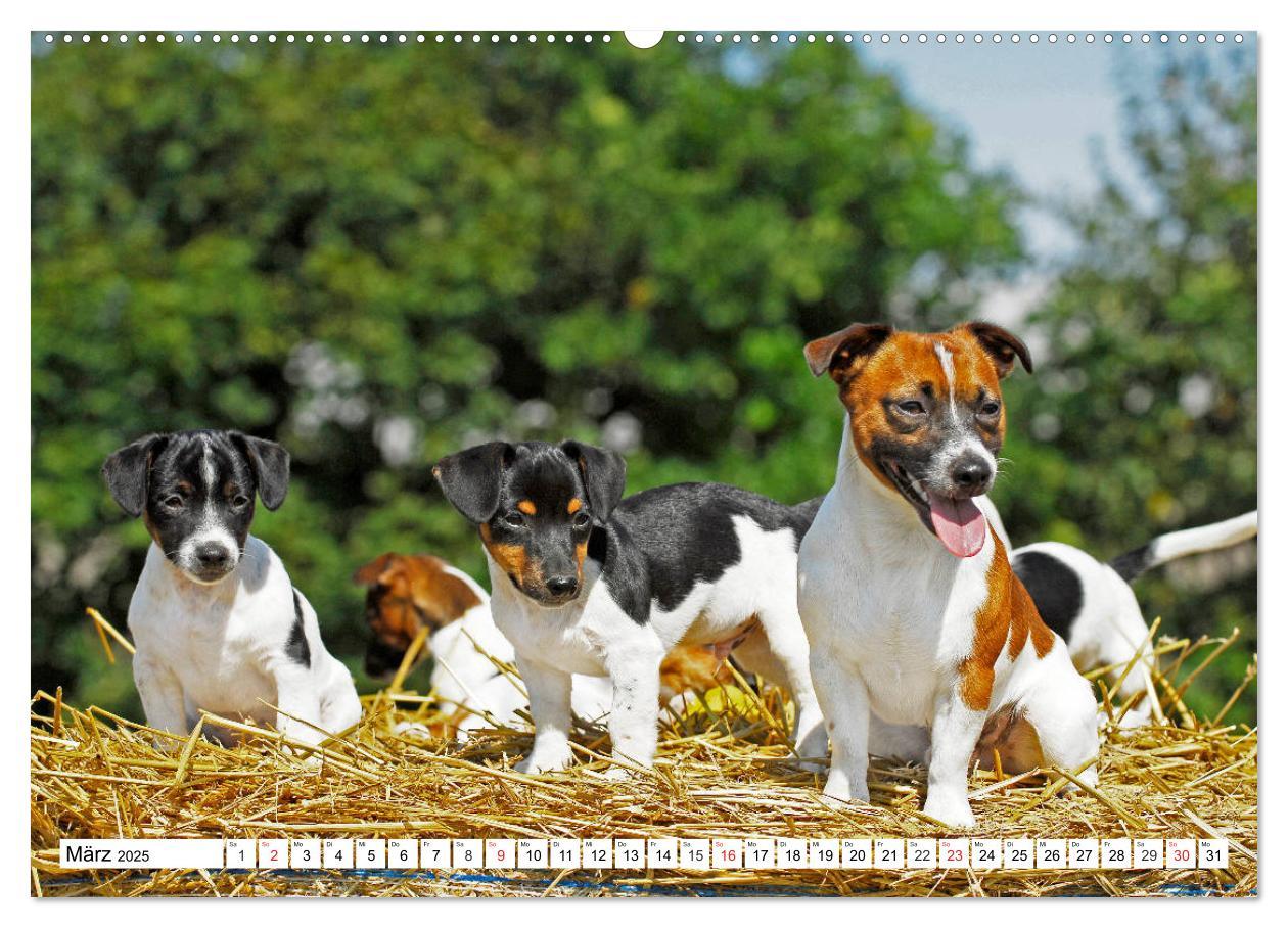 Bild: 9783435250028 | 100000 Volt auf vier Pfoten - Jack und Parson Russell Terrier...