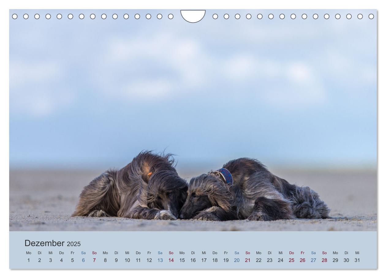 Bild: 9783435413706 | AFGHANISCHE WINDHUNDE 2025 (Wandkalender 2025 DIN A4 quer),...