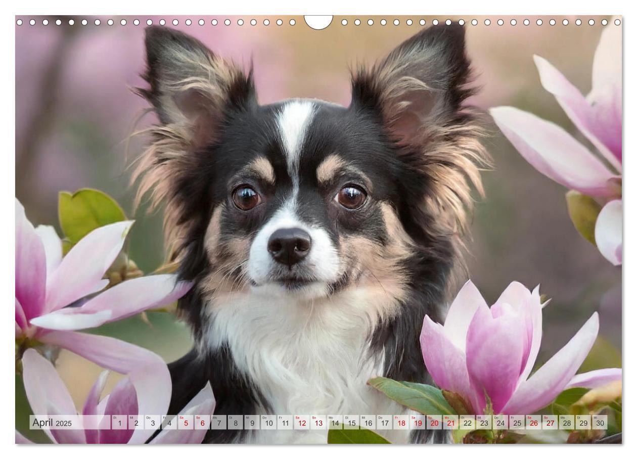 Bild: 9783383811500 | Chihuahuas - Kleine Hunde - große Temperamentbündel (Wandkalender...