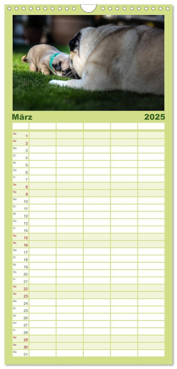 Bild: 9783457119419 | Familienplaner 2025 - Mopswelpen mit 5 Spalten (Wandkalender, 21 x...