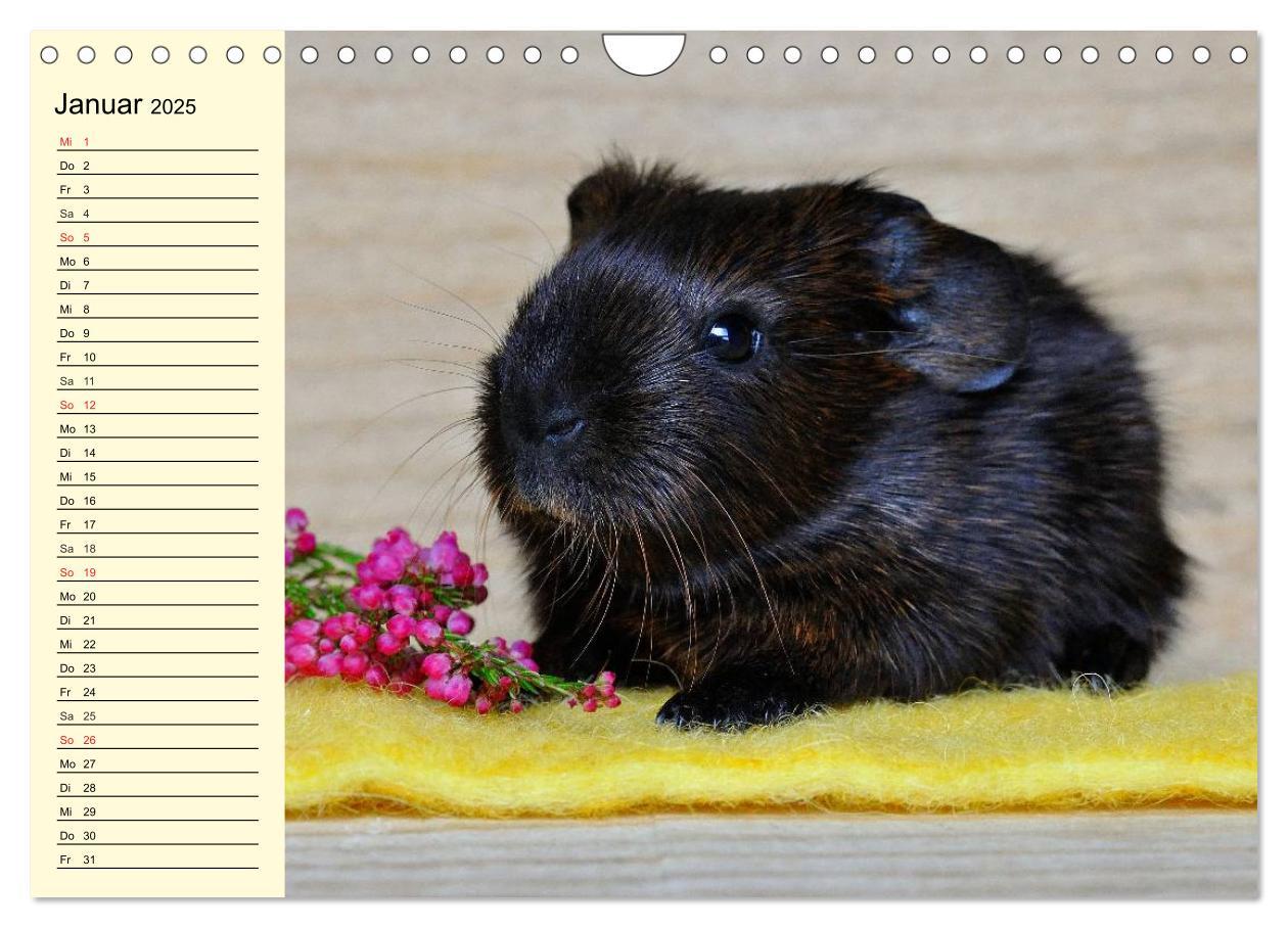 Bild: 9783435509621 | Meerschweinchen. Geliebte Nager (Wandkalender 2025 DIN A4 quer),...