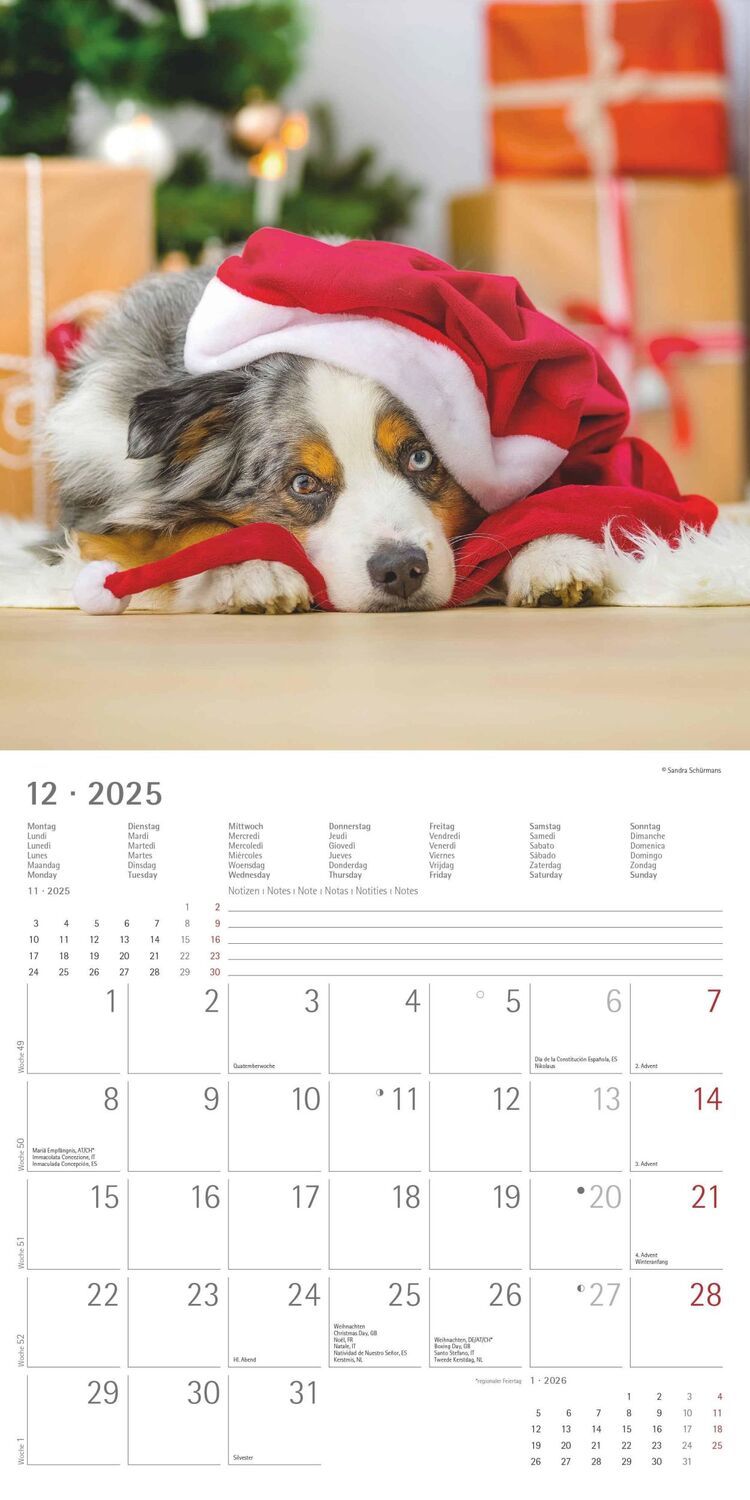 Bild: 4251732340650 | Hunde 2025 - Broschürenkalender 30x30 cm (30x60 geöffnet) -...