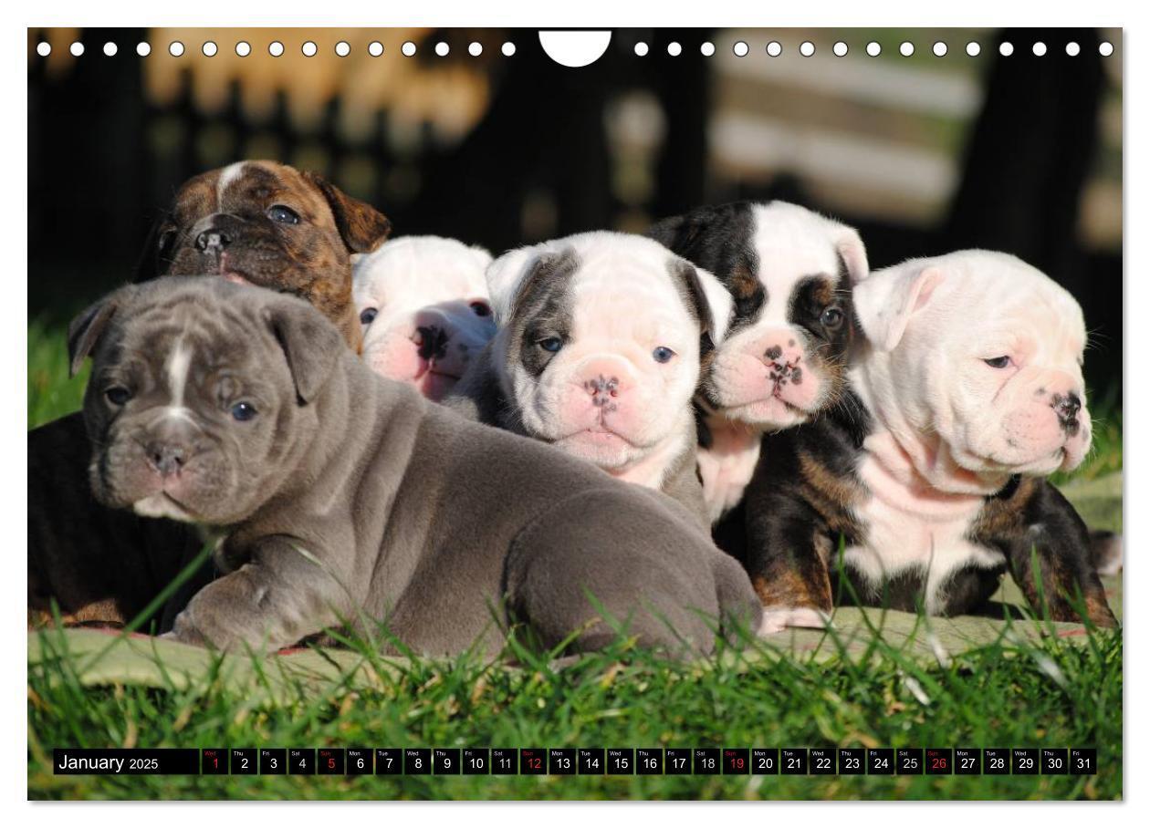 Bild: 9781325965977 | Bulldogs - Old English Bulldog Puppies (Wall Calendar 2025 DIN A4...