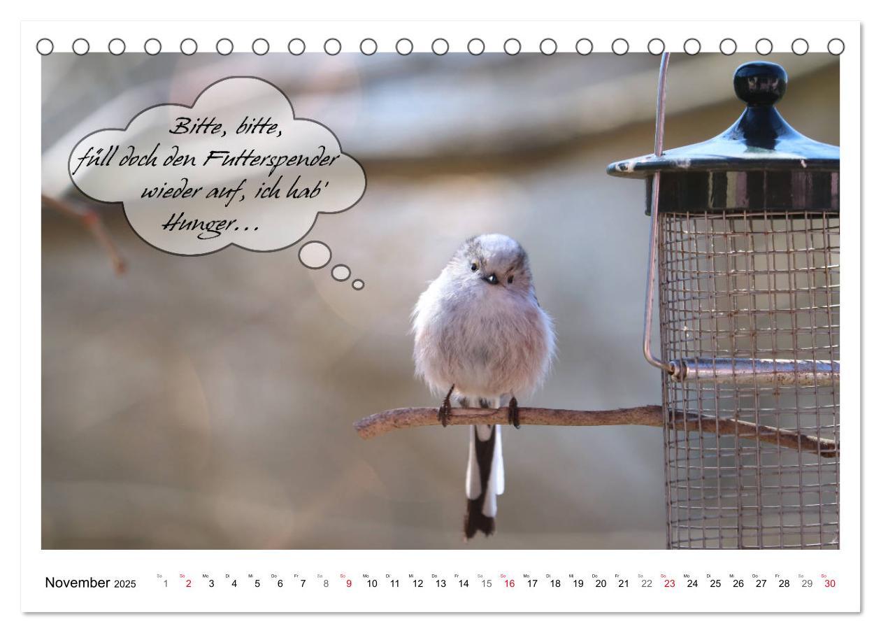 Bild: 9783435113446 | Vögel mit Humor (Tischkalender 2025 DIN A5 quer), CALVENDO...