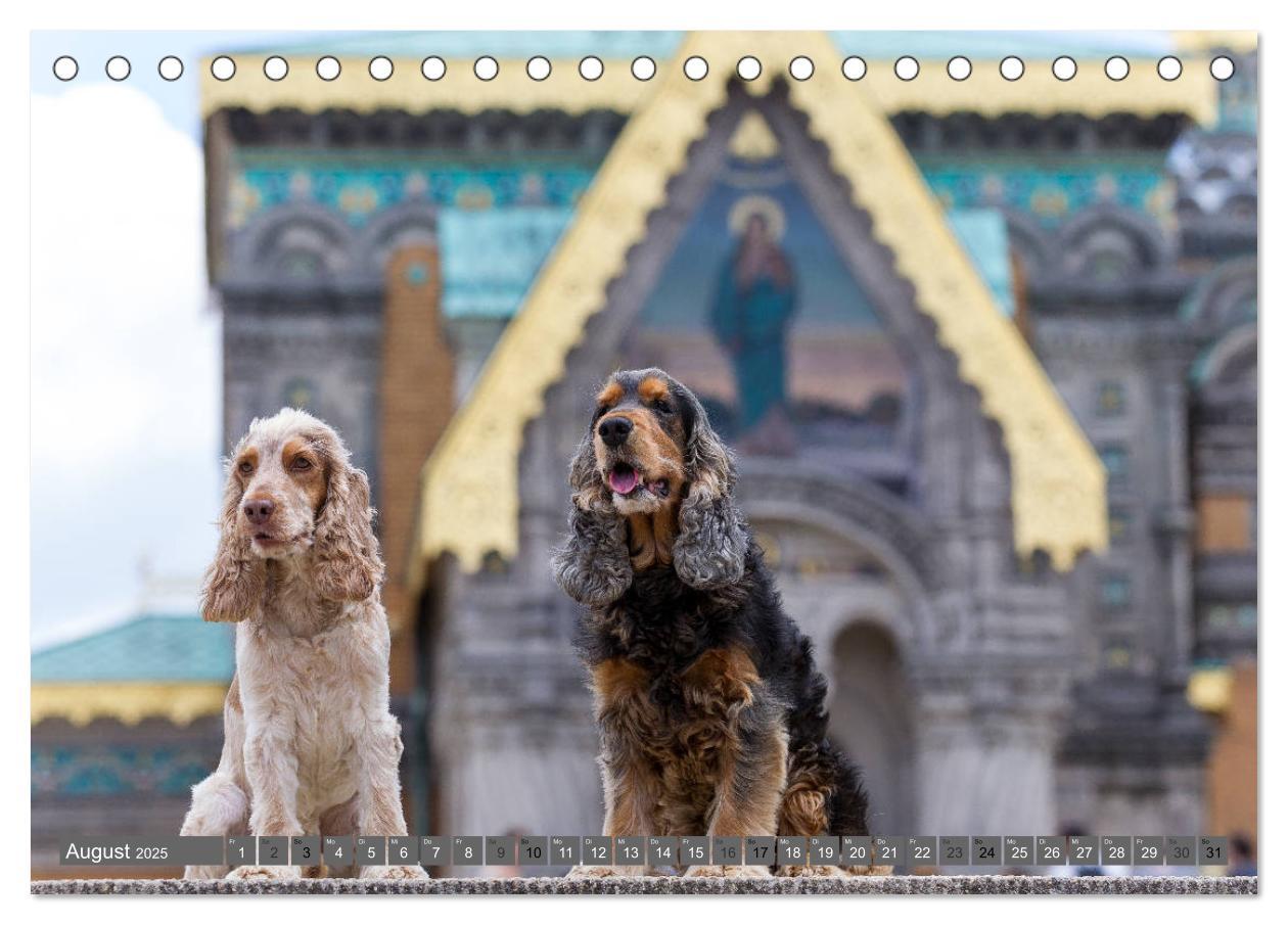 Bild: 9783435446605 | English Cocker Spaniels - Ein Spaziergang im Park (Tischkalender...