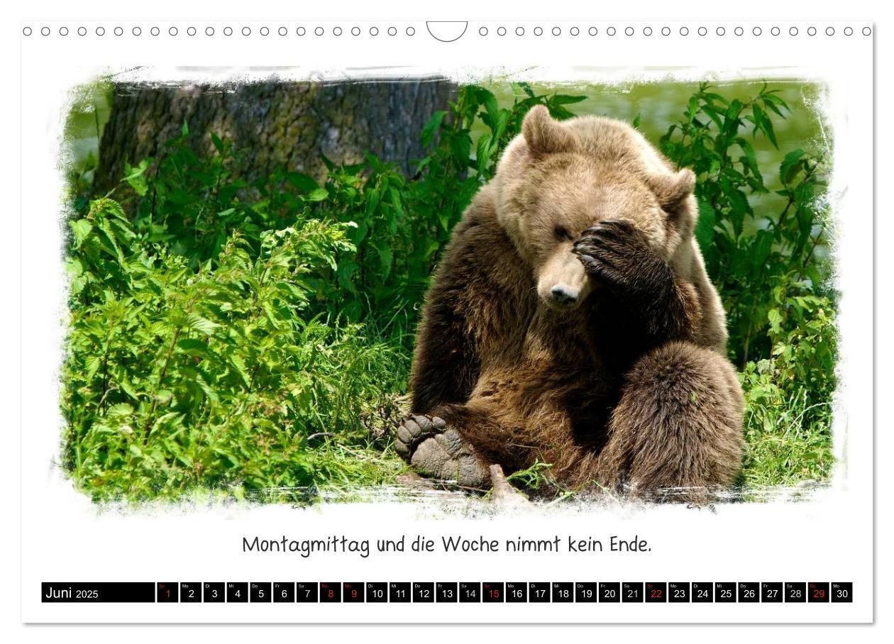 Bild: 9783435606658 | Tierisch witzig (Wandkalender 2025 DIN A3 quer), CALVENDO...