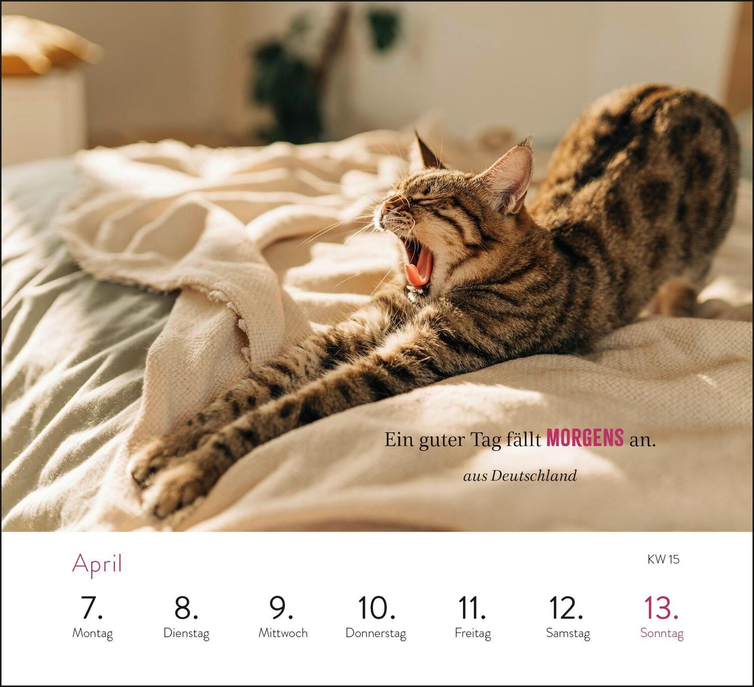 Bild: 4036442012017 | Wochenkalender 2025: Kluge Katzen | Kathrin Schmoll | Kalender | 2025