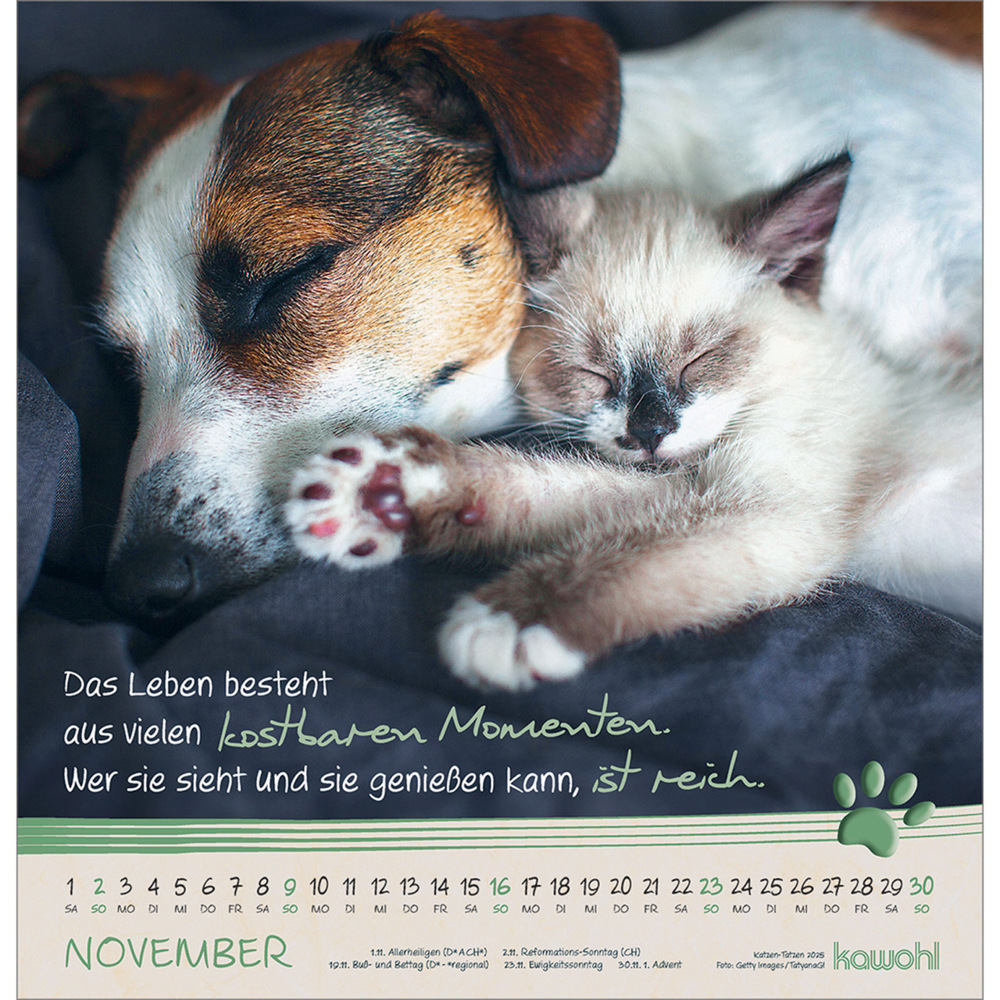 Bild: 9783754829851 | Kleine Katzen-Tatzen 2025 | Kalender | Spiralbindung. Spiralbindung