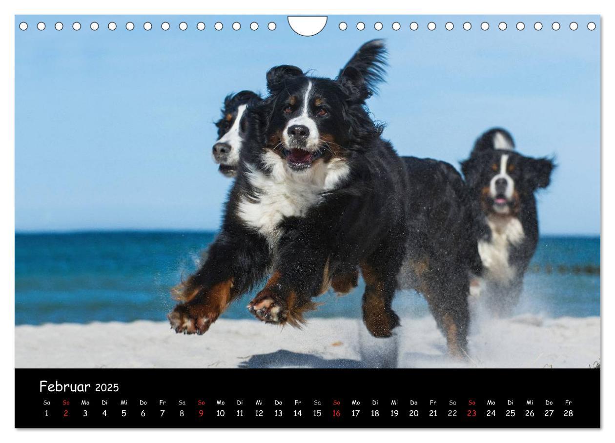 Bild: 9783435770861 | Berner Sennenhund 2025 (Wandkalender 2025 DIN A4 quer), CALVENDO...