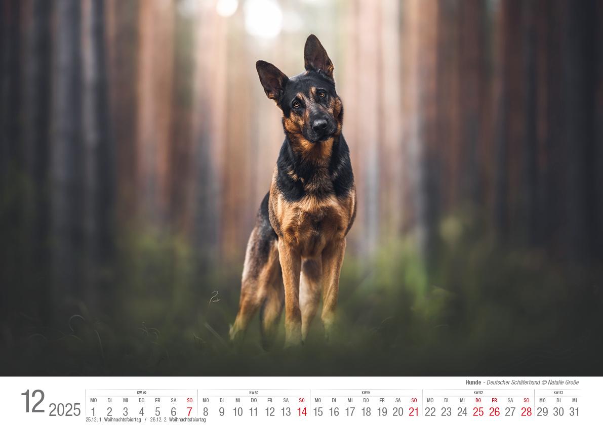 Bild: 9783965352346 | Hunde 2025 Bildkalender A3 quer - Natalie Große | Holger Klaes | 2025