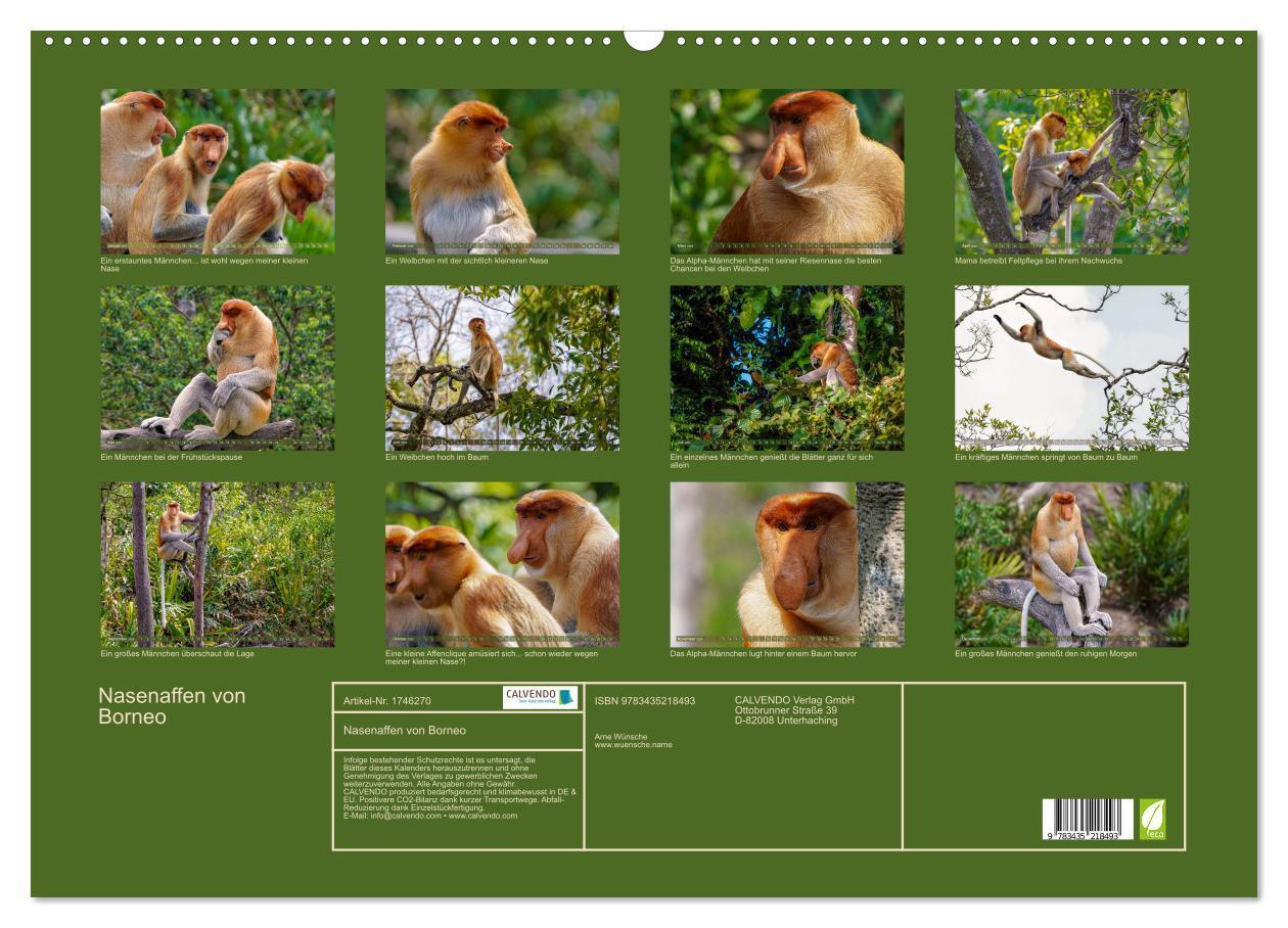 Bild: 9783435218493 | Nasenaffen von Borneo (Wandkalender 2025 DIN A2 quer), CALVENDO...