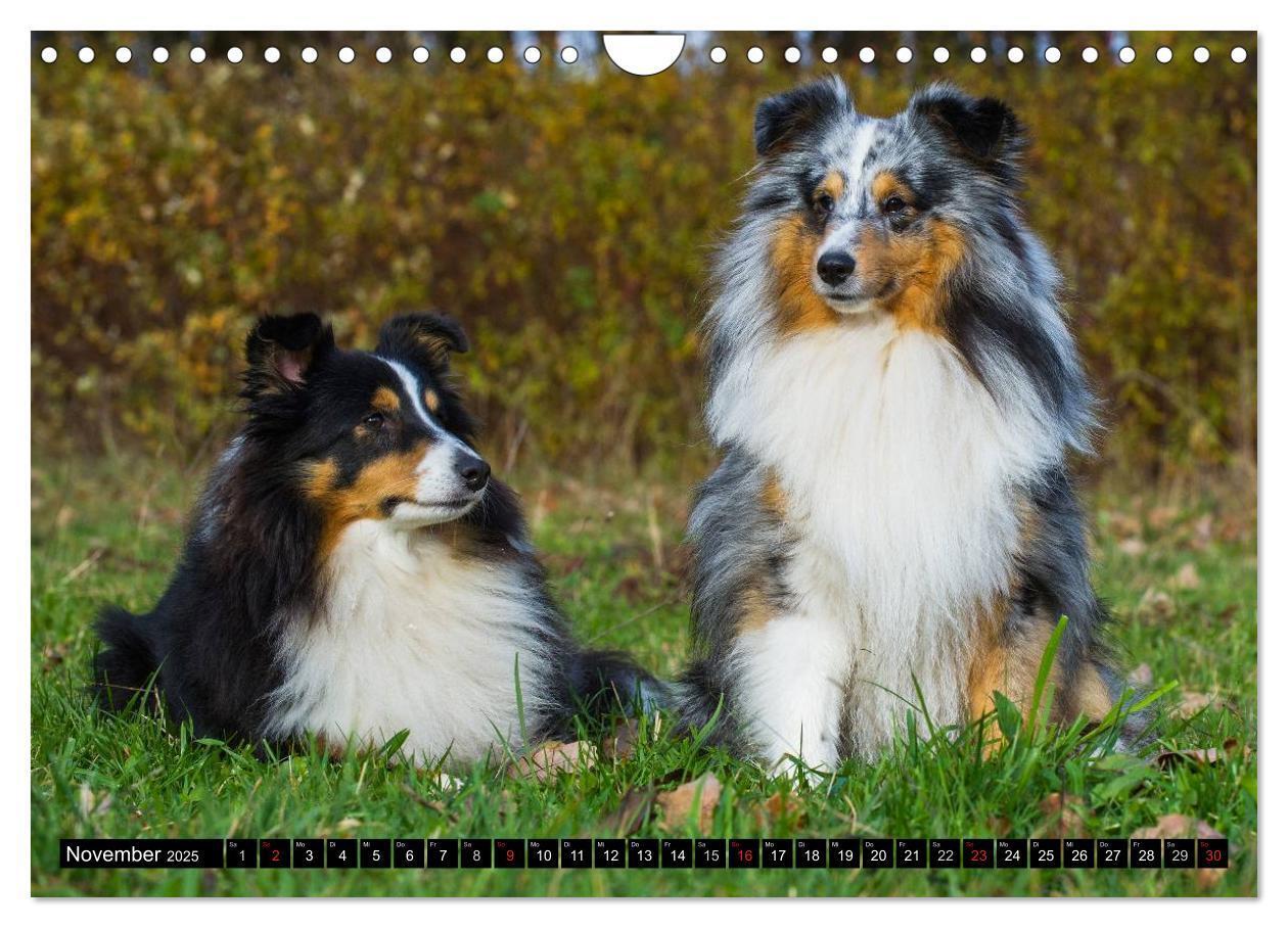 Bild: 9783435569878 | Traumhund Sheltie (Wandkalender 2025 DIN A4 quer), CALVENDO...