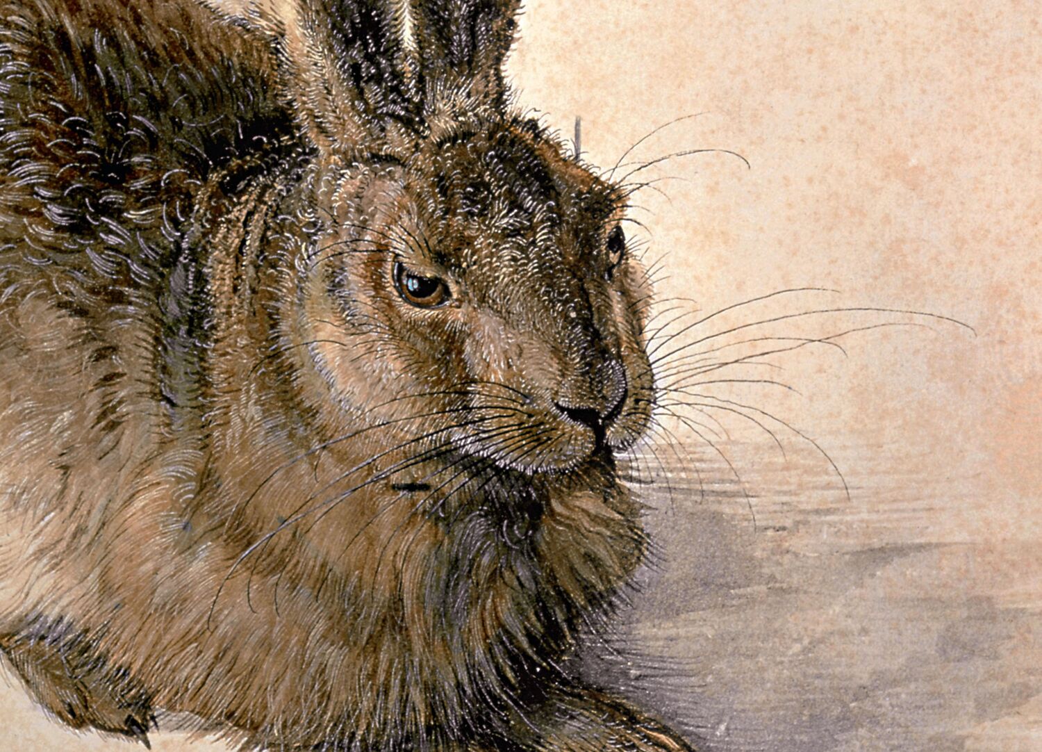 Bild: 9783791386317 | Albrecht Dürer | Werkverzeichnis (Sonderausgabe) | Norbert Wolf | Buch
