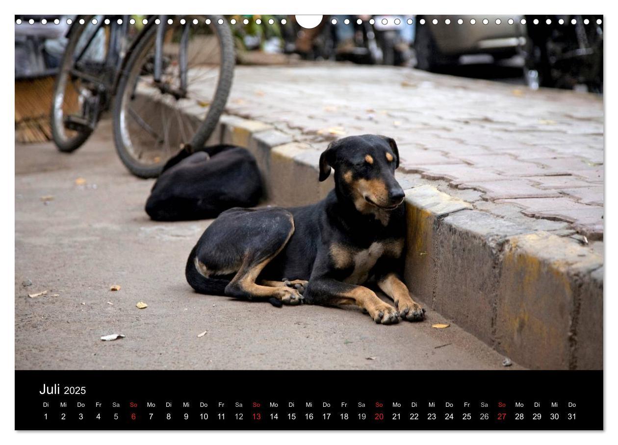 Bild: 9783435801435 | Straßenhunde (Wandkalender 2025 DIN A3 quer), CALVENDO Monatskalender