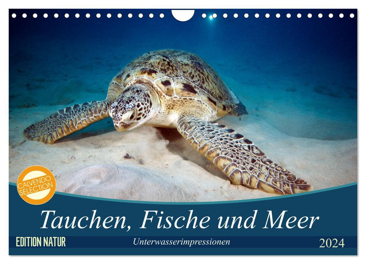 Cover: 9783383196942 | Tauchen, Fische und Meer (Wandkalender 2024 DIN A4 quer), CALVENDO...