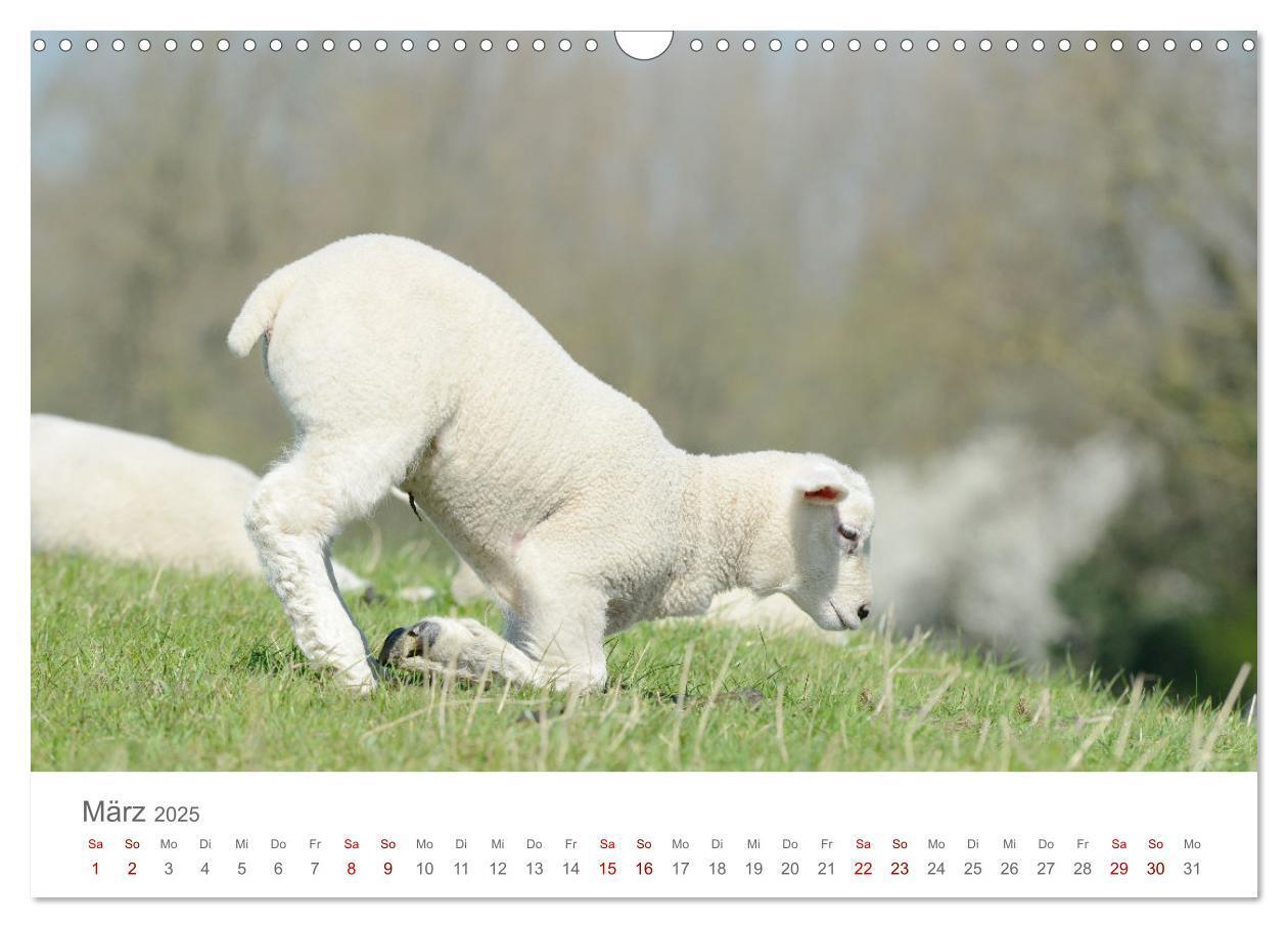 Bild: 9783435052370 | Lämmer auf dem Deich (Wandkalender 2025 DIN A3 quer), CALVENDO...