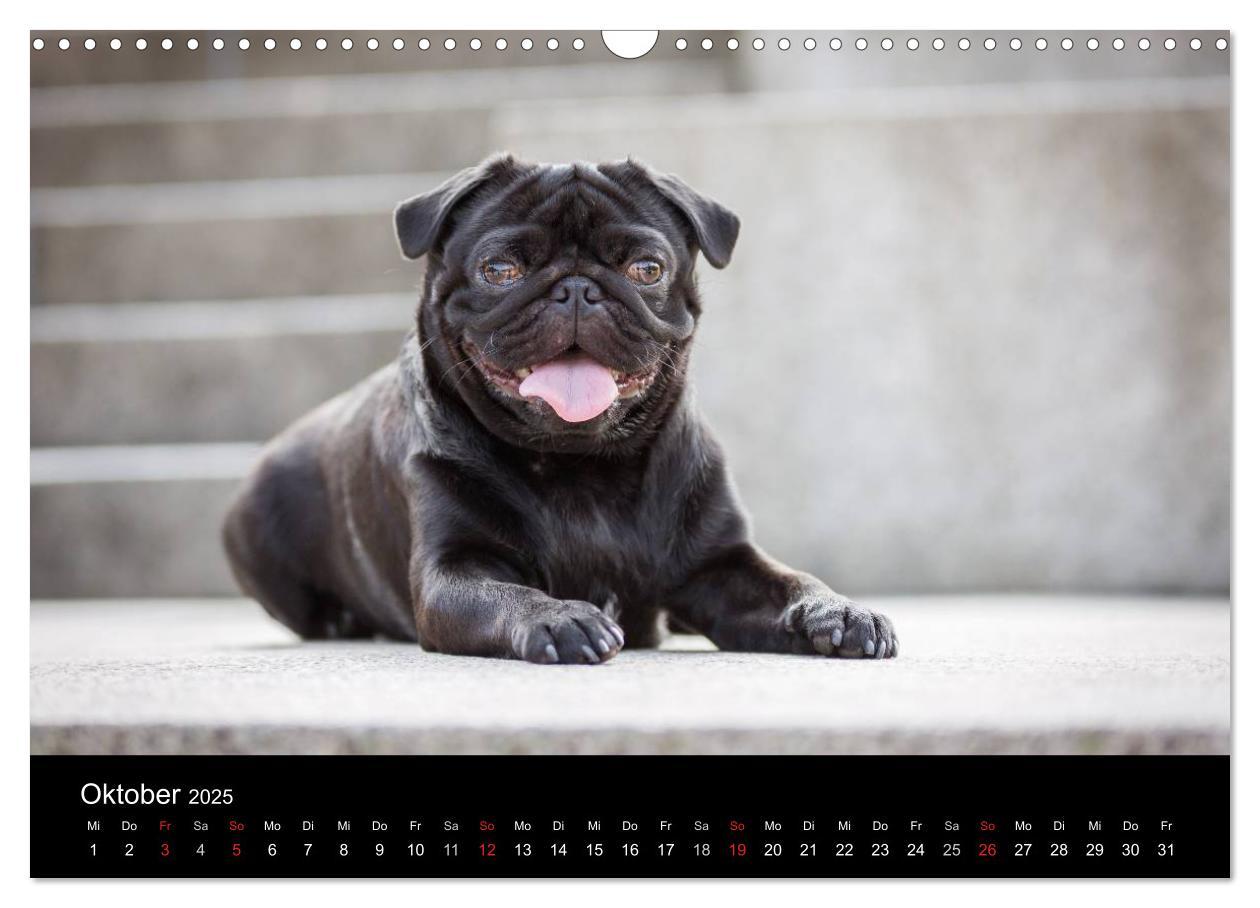 Bild: 9783435561117 | Vermopst durchs Jahr (Wandkalender 2025 DIN A3 quer), CALVENDO...