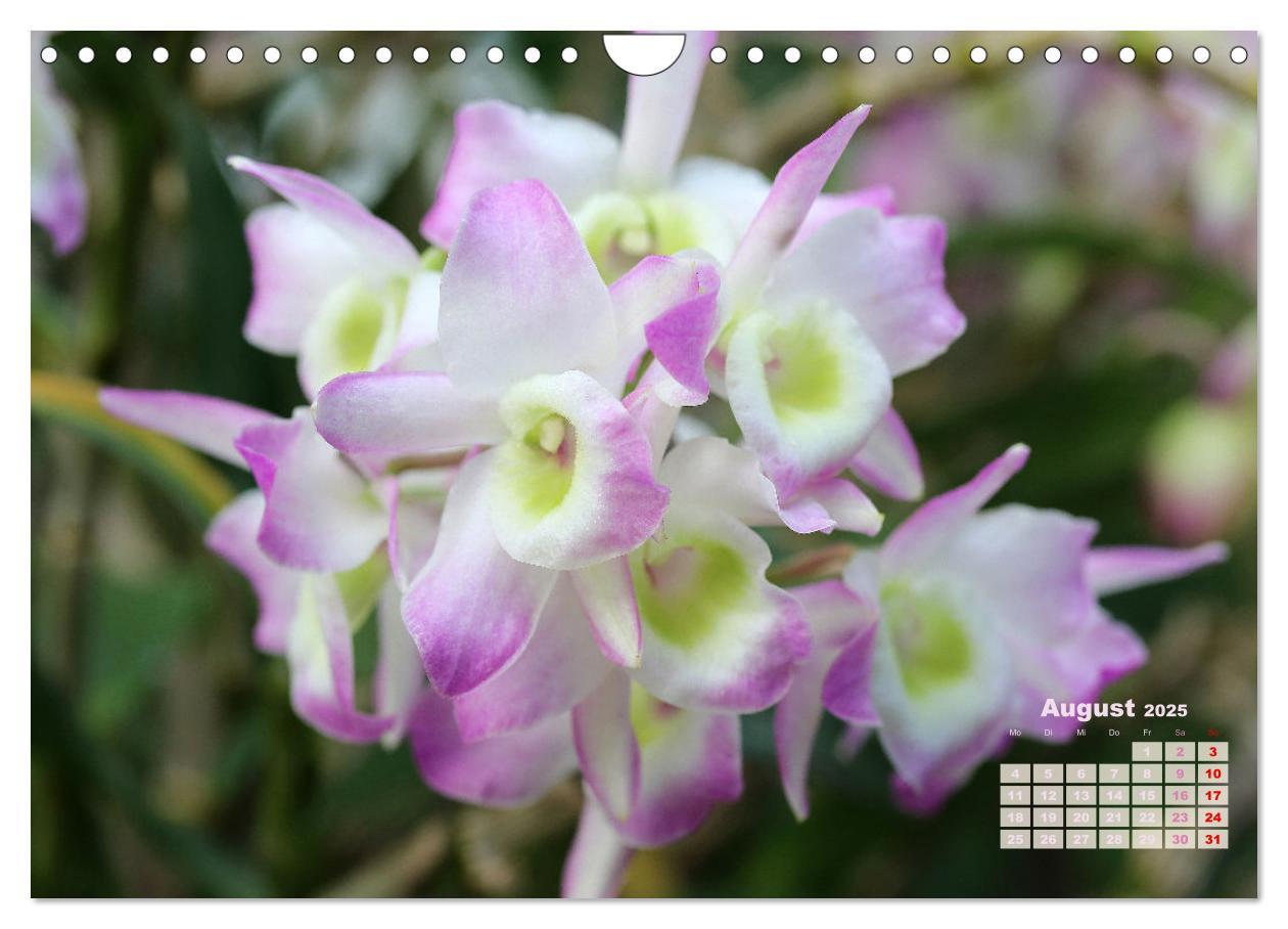 Bild: 9783383915901 | Schönste Orchideen (Wandkalender 2025 DIN A4 quer), CALVENDO...