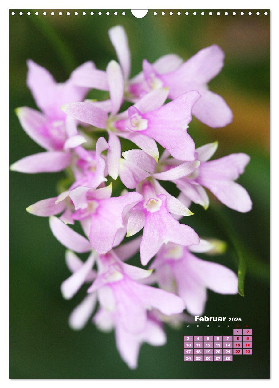 Bild: 9783435903313 | Traumhafte Orchideen (Wandkalender 2025 DIN A3 hoch), CALVENDO...