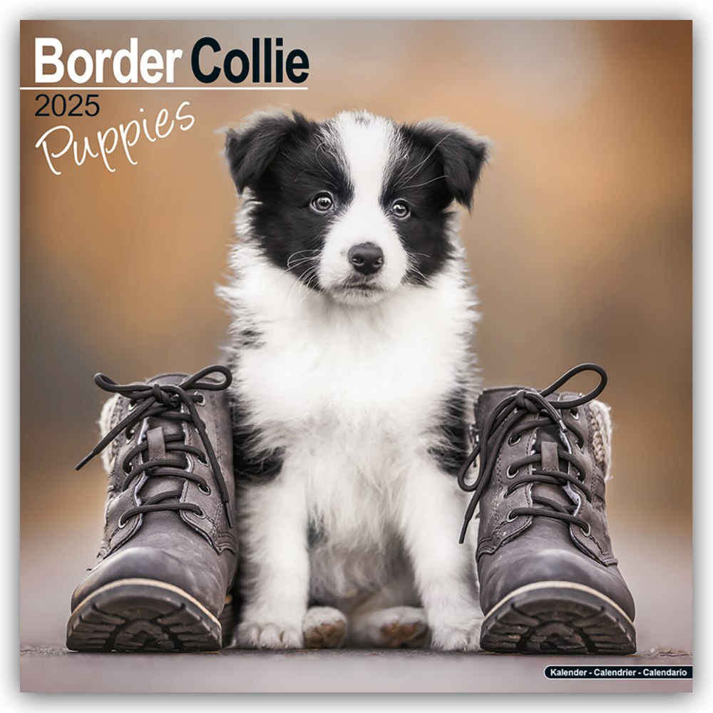 Cover: 9781804604021 | Border Collie Puppies - Border Collie Welpen 2025 - 16-Monatskalender