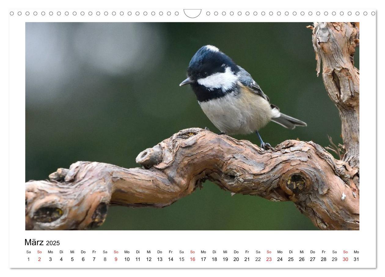 Bild: 9783435474677 | Heimische Gartenvögel - Gefiederte Freunde (Wandkalender 2025 DIN...