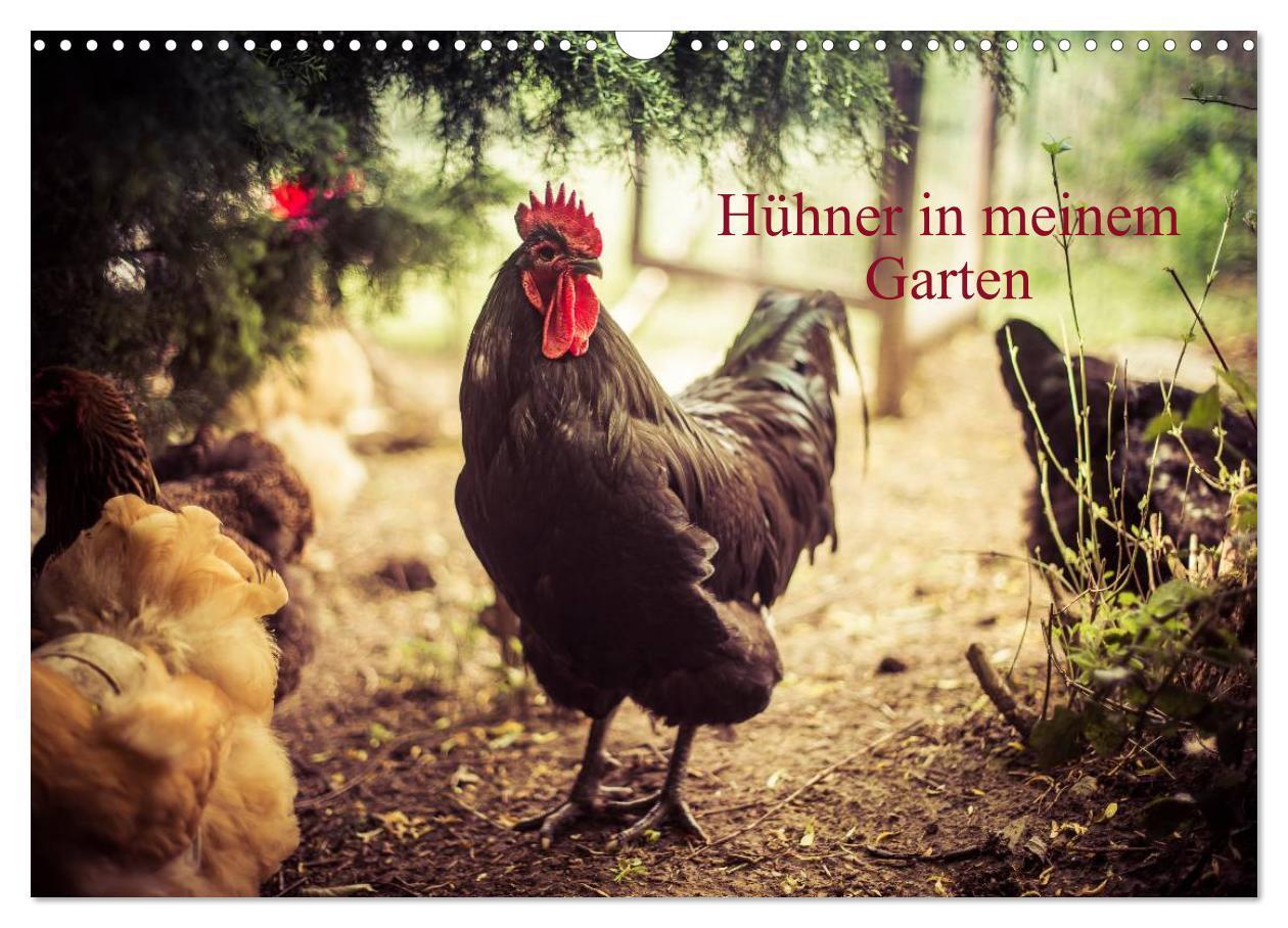 Cover: 9783675892712 | Hühner in meinem Garten (Wandkalender 2024 DIN A3 quer), CALVENDO...