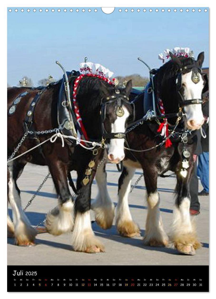 Bild: 9783457069646 | Shire Horse - Geschmückte Riesen (Wandkalender 2025 DIN A3 hoch),...