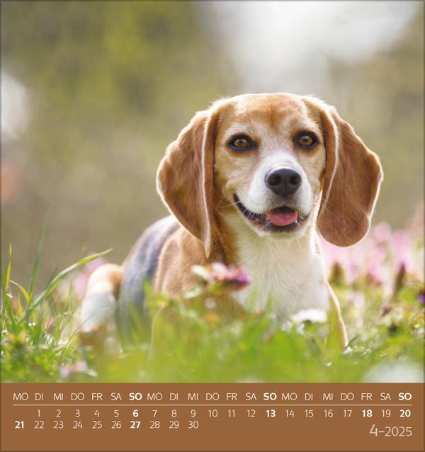 Bild: 9783731876717 | Hunde 2025 | aufstellbarer Postkartenkalender | Verlag Korsch | 13 S.