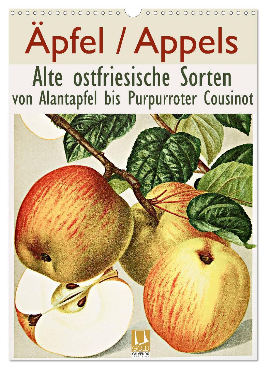 Cover: 9783383086786 | Äpfel/Appels. Alte ostfriesische Sorten (Wandkalender 2024 DIN A3...