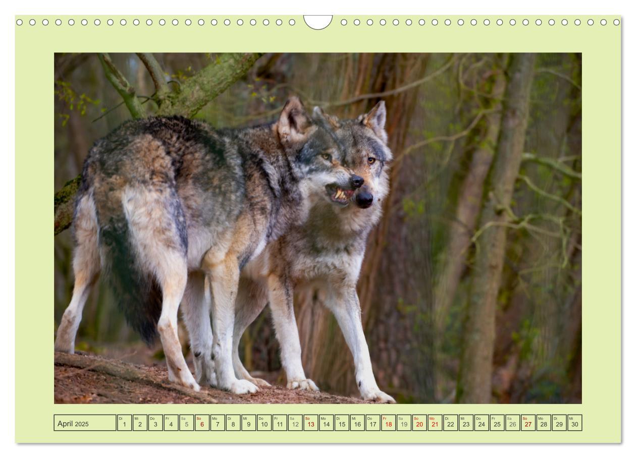 Bild: 9783383972652 | Wolf - wild und schön (Wandkalender 2025 DIN A3 quer), CALVENDO...