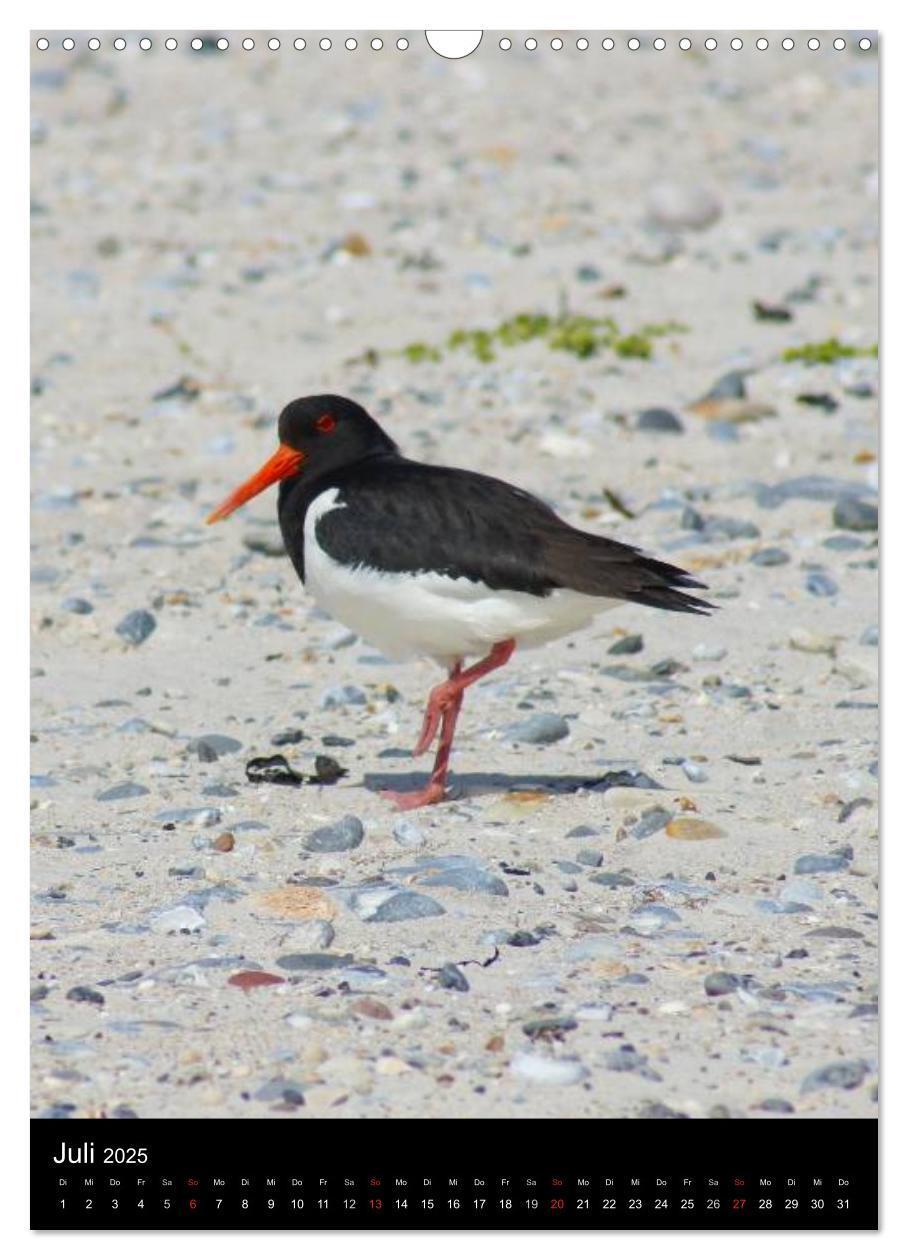 Bild: 9783457082706 | Helgoland in der Nordsee (Wandkalender 2025 DIN A3 hoch), CALVENDO...